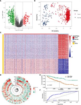 An immune infiltration-related prognostic model of kidney renal clear cell carcinoma with two valuable markers: CAPN12 and MSC